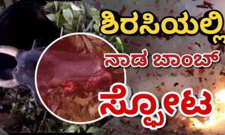 Bomb blast/ಶಿರಸಿಯಲ್ಲಿ ಬಾಂಬ್ ಸ್ಪೋಟ : ಹಸು ಗಂಭೀರ ಗಾಯ