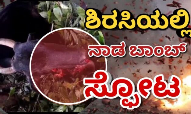 Bomb blast/ಶಿರಸಿಯಲ್ಲಿ ಬಾಂಬ್ ಸ್ಪೋಟ : ಹಸು ಗಂಭೀರ ಗಾಯ