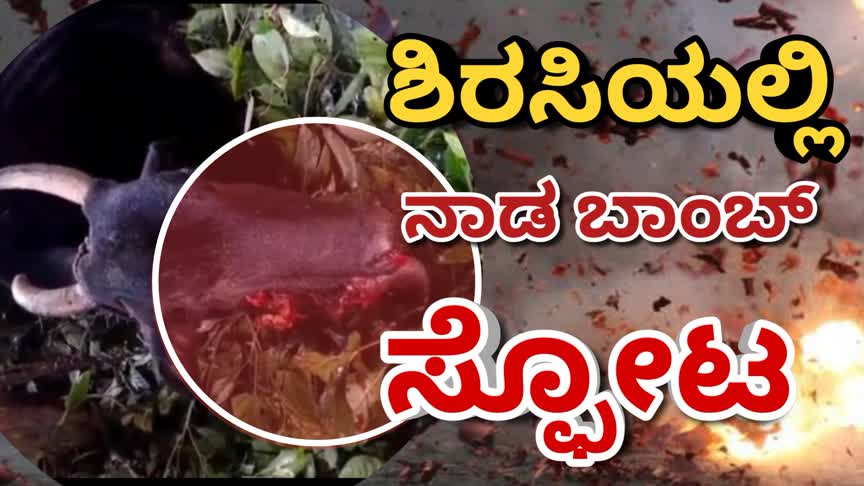 Bomb blast/ಶಿರಸಿಯಲ್ಲಿ ಬಾಂಬ್ ಸ್ಪೋಟ : ಹಸು ಗಂಭೀರ ಗಾಯ