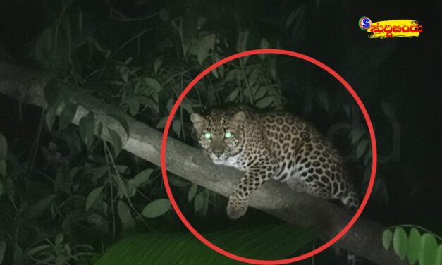 ಬಿಣಗಾದಲ್ಲಿ ಚಿರತೆ ಪ್ರತ್ಯಕ್ಷ ಸ್ಥಳೀಯರಲ್ಲಿ ಆತಂಕ : ಅರಣ್ಯ ಇಲಾಖೆ ನಿರ್ಲಕ್ಷ್ಯ ಸ್ಥಳೀಯ ಆರೋಪ