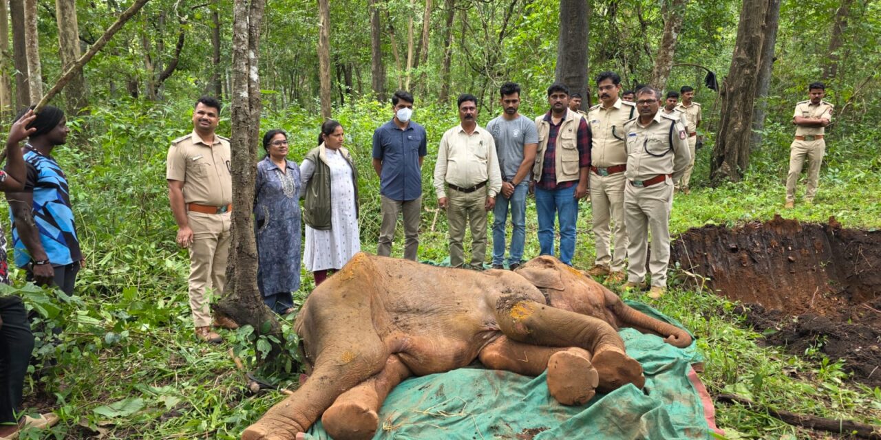 ಪಣಸೋಲಿ ಆನೆ ಶಿಬಿರದ ಮರಿಯಾನೆ ಗೌರಿ ನಿಧನ