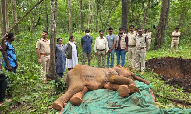 ಪಣಸೋಲಿ ಆನೆ ಶಿಬಿರದ ಮರಿಯಾನೆ ಗೌರಿ ನಿಧನ