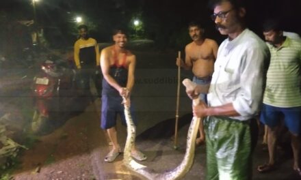 ಮನೆಯ ಬಳಿ ಬಂದಿದ್ದ ಭಾರೀ ಗಾತ್ರದ ಹೆಬ್ಬಾವು ರಕ್ಷಣೆ