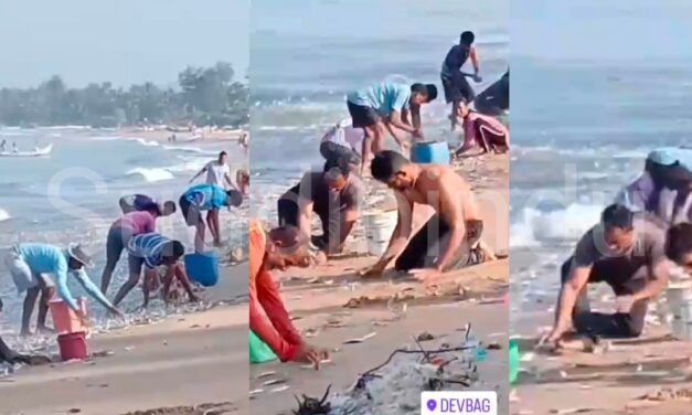 ಕಾರವಾರ ದೇವಭಾಗ ಬೀಚ್‌ನಲ್ಲಿ ಅದ್ಭುತ ನೋಟ! ರಾಶಿ ರಾಶಿ ಮೀನು ದಡಕ್ಕೆ