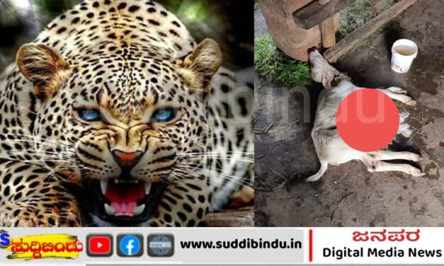 ಕೊಟ್ಟಿಗೆಯೊಳಗೆ ನುಗ್ಗಿದ ಚಿರತೆ : ರಕ್ತದ ಮಡಿಲಲ್ಲಿ ಎರಡು ಕರುಗಳ ಸಾವು