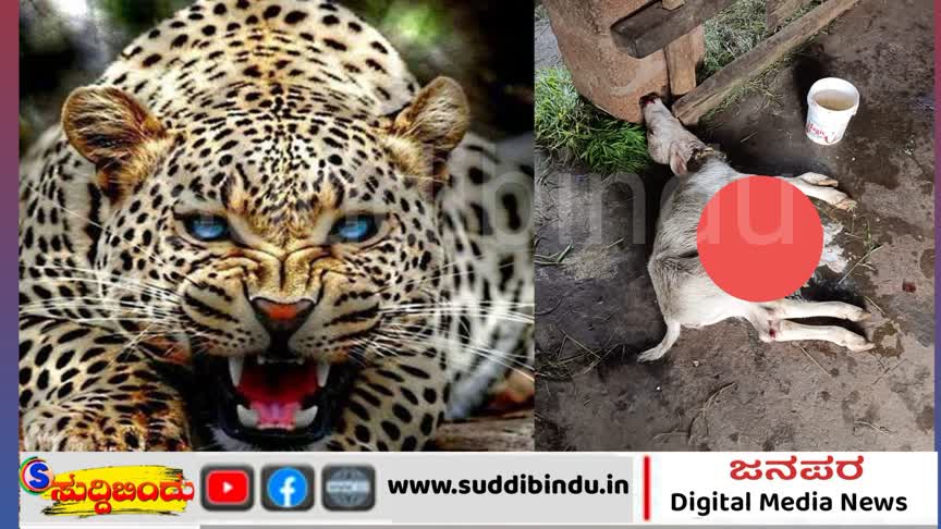 ಕೊಟ್ಟಿಗೆಯೊಳಗೆ ನುಗ್ಗಿದ ಚಿರತೆ : ರಕ್ತದ ಮಡಿಲಲ್ಲಿ ಎರಡು ಕರುಗಳ ಸಾವು
