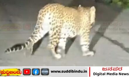 ಪ್ರವಾಸಿಗರಿಗೆ ಎದುರಾದ ಚಿರತೆ : ಕ್ಯಾಮರಾದಲ್ಲಿ ಸೆರೆ
