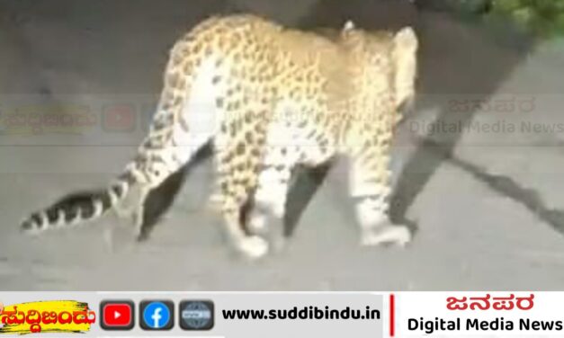 ಪ್ರವಾಸಿಗರಿಗೆ ಎದುರಾದ ಚಿರತೆ : ಕ್ಯಾಮರಾದಲ್ಲಿ ಸೆರೆ