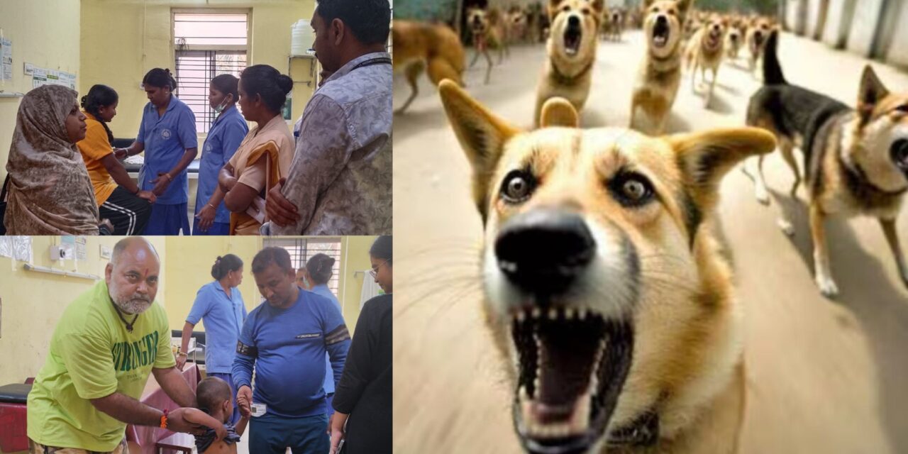 ದಾಂಡೇಲಿಯಲ್ಲಿ ಬಿದಿ ನಾಯಿಗಳ ಹಾವಳಿ: ನಾಲ್ಕು ದಿನದಲ್ಲಿ 10ಕ್ಕೂ ಹೆಚ್ಚು ಜನರ ಮೇಲೆ ದಾಳಿ