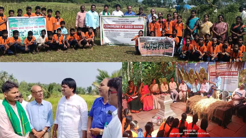 ವಿಶಿಷ್ಟ ಭತ್ತ ತಳಿಗಳ ಕ್ಷೇತ್ರ ವೀಕ್ಷಣೆ, ಪೈರು ಕಟಾವು ಕಾರ್ಯ