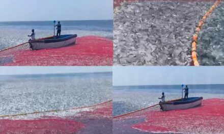 ಅರಬ್ಬೀ ಸಮುದ್ರದಲ್ಲಿ ಭೂ ತಾಯಿ ಮೀನಿನ ಶಿಖಾರಿ – ಮೀನುಗಾರರಲ್ಲಿ ಸಂಭ್ರಮ