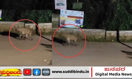 ಇದು ಹುಲಿ ಅಲ್ಲ ಬ್ರೋ! “ಕತ್ತೆಕಿರುಬ”