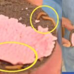 ಟಿಫಿನ್ ಬಾಕ್ಸ್‌ನಲ್ಲಿದ್ದ ಕ್ರೀಮ್ ಬಿಸ್ಕೆಟ್‌ನಲ್ಲಿ ಜೀವಂತ ಹುಳು ಪತ್ತೆ :ದಾಂಡೇಲಿಯಲ್ಲಿ ಘಟನೆ