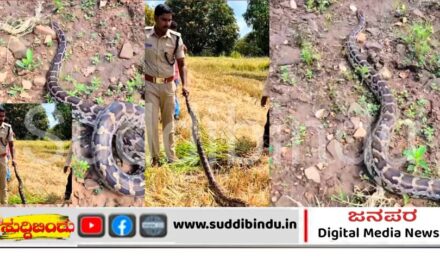 ಭತ್ತದ ಕೊಯ್ಲಿನ ವೇಳೆ ಬೃಹತ್ ಹೆಬ್ಬಾವು ಪತ್ತೆ