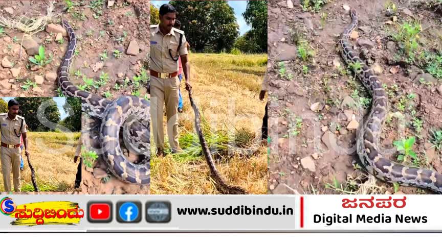 ಭತ್ತದ ಕೊಯ್ಲಿನ ವೇಳೆ ಬೃಹತ್ ಹೆಬ್ಬಾವು ಪತ್ತೆ