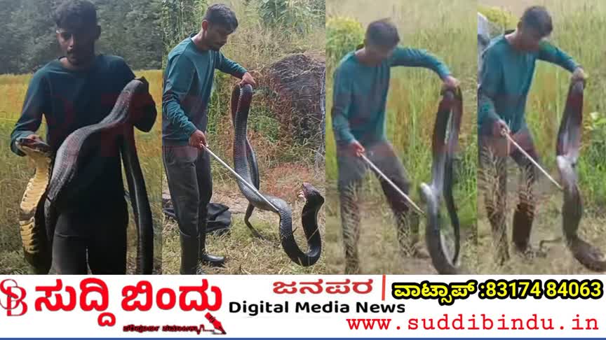 ದೈತ್ಯ ಕಾಳಿಂಗವನ್ನು ರಕ್ಷಿಸಿದ ಉರಗ ತಜ್ಞ ಪವನ್ ನಾಯ್ಕ