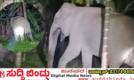 ಜೋಯಿಡಾದಲ್ಲಿ ಕಾಡಾನೆ ಆರ್ಭಟ: ಅಡಿಕೆ–ಭತ್ತದ ಬೆಳೆ ನಾಶ