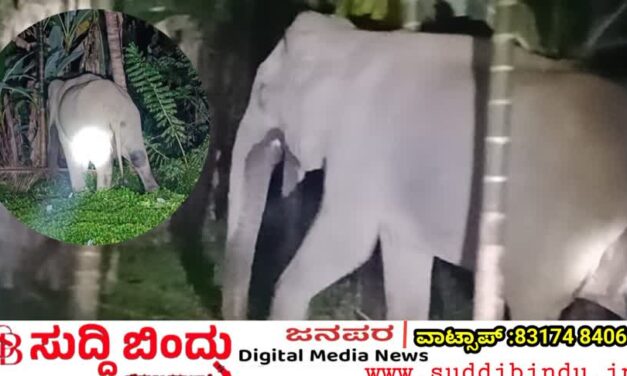 ಜೋಯಿಡಾದಲ್ಲಿ ಕಾಡಾನೆ ಆರ್ಭಟ: ಅಡಿಕೆ–ಭತ್ತದ ಬೆಳೆ ನಾಶ