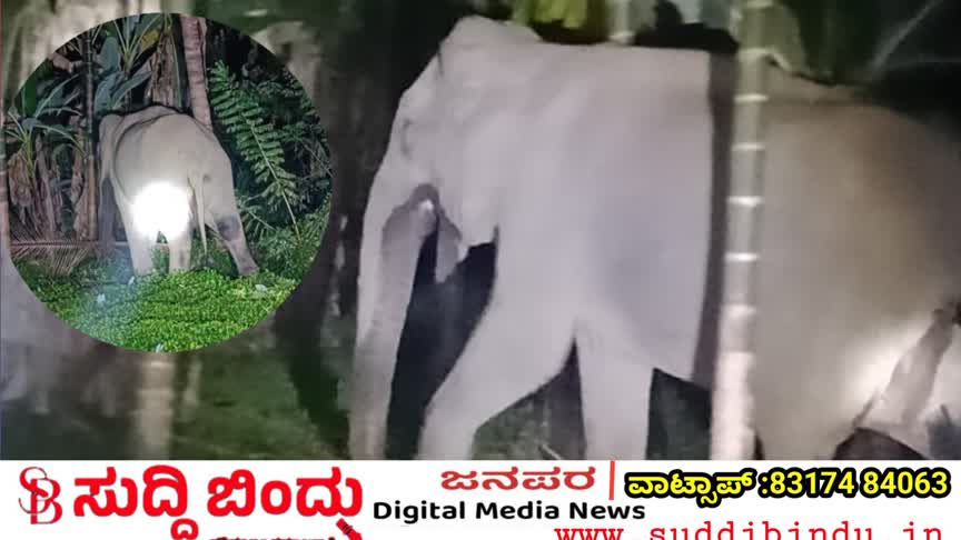 ಜೋಯಿಡಾದಲ್ಲಿ ಕಾಡಾನೆ ಆರ್ಭಟ: ಅಡಿಕೆ–ಭತ್ತದ ಬೆಳೆ ನಾಶ