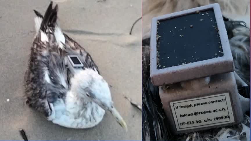 ಜಿಪಿಎಸ್ ಟ್ರಾಕರ್ ಹೊಂದಿದ ವಲಸೆ ಪಕ್ಷಿ ಪತ್ತೆ – ಪೊಲೀಸ್‌ರಿಂದ ಮುಂದುವರೆದ ತನಿಖೆ