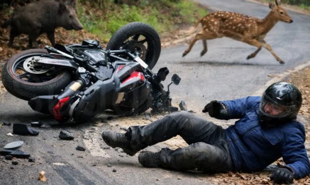 ಕಾಡು ಪ್ರಾಣಿಯನ್ನು ತಪ್ಪಿಸಲು ಹೋಗಿ ಬೈಕ್ ಪಲ್ಟಿ : ವಿಜಯ ಕರ್ನಾಟಕ ಪತ್ರಿಕೆಯ ಬಸಯ್ಯ ಗಂಭೀರ