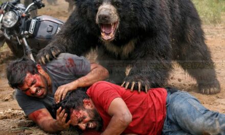 ಬೈಕ್ ಸವಾರರ ಮೇಲೆ ಕರಡಿ ದಾಳಿ : ಗಂಭೀರ ಗಾಯ