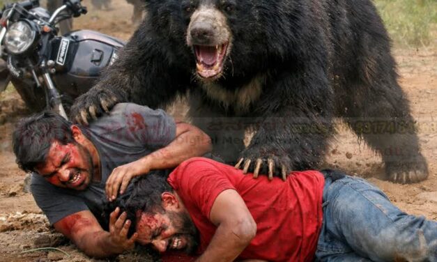 ಬೈಕ್ ಸವಾರರ ಮೇಲೆ ಕರಡಿ ದಾಳಿ : ಗಂಭೀರ ಗಾಯ