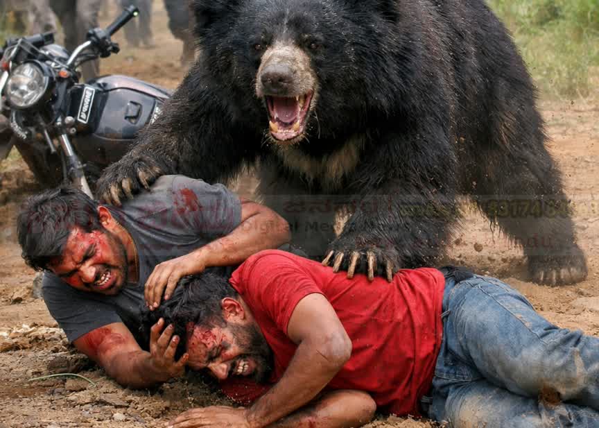 ಬೈಕ್ ಸವಾರರ ಮೇಲೆ ಕರಡಿ ದಾಳಿ : ಗಂಭೀರ ಗಾಯ