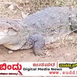 ನಗರದ ಮಧ್ಯೆ ಮೊಸಳೆ ಸಂಚಾರ: ದಾಂಡೇಲಿ ಪಂಪಾಸು ನಿವಾಸಿಗಳಲ್ಲಿ ಭೀತಿಯಲ್ಲಿ