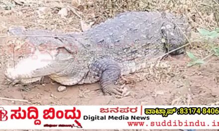 ನಗರದ ಮಧ್ಯೆ ಮೊಸಳೆ ಸಂಚಾರ: ದಾಂಡೇಲಿ ಪಂಪಾಸು ನಿವಾಸಿಗಳಲ್ಲಿ ಭೀತಿಯಲ್ಲಿ