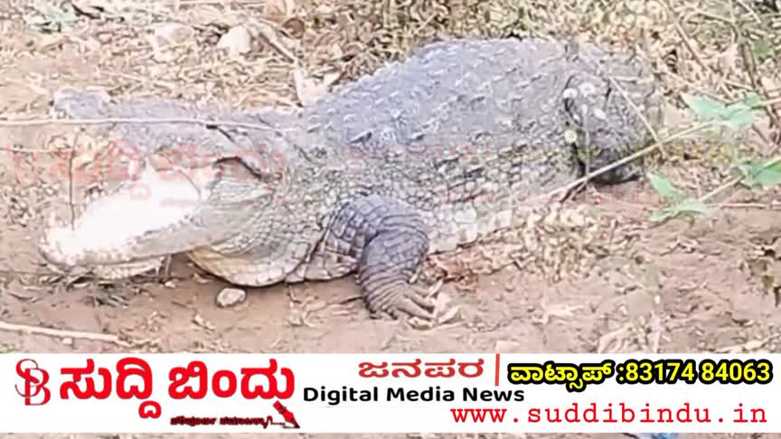 ನಗರದ ಮಧ್ಯೆ ಮೊಸಳೆ ಸಂಚಾರ: ದಾಂಡೇಲಿ ಪಂಪಾಸು ನಿವಾಸಿಗಳಲ್ಲಿ ಭೀತಿಯಲ್ಲಿ