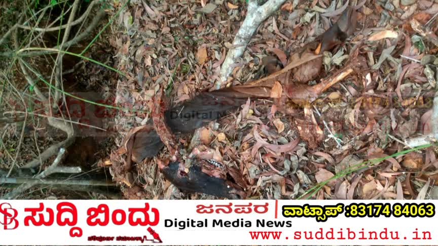 ಗೋವನ್ನು ಕೊಂದು ಮಾಂಸ ಕಳವು : ಹೊನ್ನಾವರದಲ್ಲಿ ಘಟನೆ