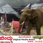 ದಾಂಡೇಲಿ ತಾಲ್ಲೂಕಿನ ಆಲೂರು ಗ್ರಾಮದಲ್ಲಿ ಕಾಡಾನೆ ದಾಳಿ : ದನದ ಕೊಟ್ಟಿಗೆ ಧ್ವಂಸ