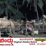 Bhatkal police/ಭಟ್ಕಳ ಪೊಲೀಸರ ಮಿಂಚಿನ ಕಾರ್ಯಾಚರಣೆ : 8 ಒಂಟೆ ಹಾಗೂ 2 ಎತ್ತುಗಳ ರಕ್ಷಣೆ; ಮೂವರು ವಶಕ್ಕೆ