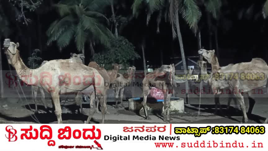 Bhatkal police/ಭಟ್ಕಳ ಪೊಲೀಸರ ಮಿಂಚಿನ ಕಾರ್ಯಾಚರಣೆ : 8 ಒಂಟೆ ಹಾಗೂ 2 ಎತ್ತುಗಳ ರಕ್ಷಣೆ; ಮೂವರು ವಶಕ್ಕೆ