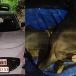 ಸ್ವಿಫ್ಟ್ ಕಾರಿನಲ್ಲಿ ಗೋವು ಕಳ್ಳತನಕ್ಕೆ ಯತ್ನ! ಗ್ರಾಮಸ್ಥರ ಕಂಡು ಕಾರು ಬಿಟ್ಟು ಪರಾರಿ