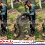 100 ಕಾಳಿಂಗ ಸರ್ಪ ರಕ್ಷಿಸಿದ ಸ್ನೇಕ್ ಪವನ್ : 15 ಅಡಿ ಉದ್ದದ ಬೃಹತ್ ಕಾಳಿಂಗ ಸರ್ಪ ಸೆರೆ