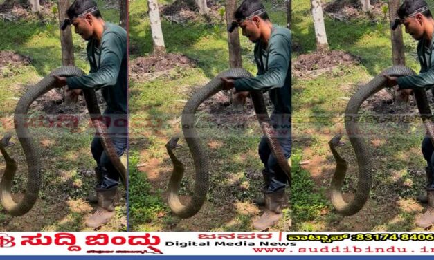 100 ಕಾಳಿಂಗ ಸರ್ಪ ರಕ್ಷಿಸಿದ ಸ್ನೇಕ್ ಪವನ್ : 15 ಅಡಿ ಉದ್ದದ ಬೃಹತ್ ಕಾಳಿಂಗ ಸರ್ಪ ಸೆರೆ