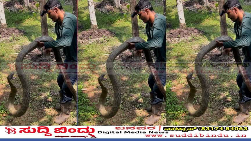 100 ಕಾಳಿಂಗ ಸರ್ಪ ರಕ್ಷಿಸಿದ ಸ್ನೇಕ್ ಪವನ್ : 15 ಅಡಿ ಉದ್ದದ ಬೃಹತ್ ಕಾಳಿಂಗ ಸರ್ಪ ಸೆರೆ