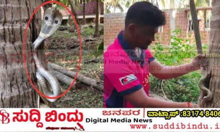 ತೆಂಗಿನ ಮರದೊಳಗೆ ಅವಿತುಕೊಂಡಿದ್ದ ಬೃಹತ್ ನಾಗರ ಹಾವು ರಕ್ಷಣೆ