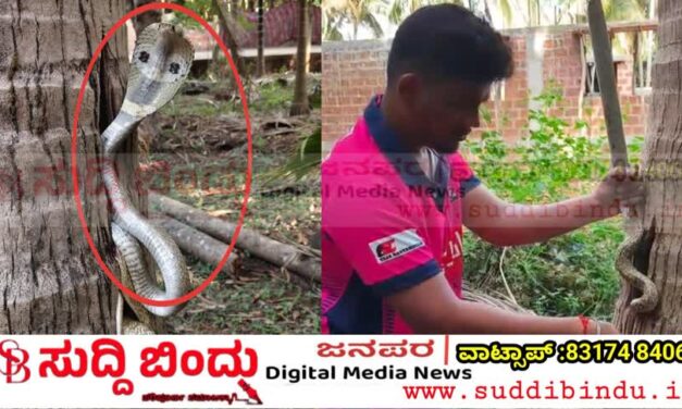 ತೆಂಗಿನ ಮರದೊಳಗೆ ಅವಿತುಕೊಂಡಿದ್ದ ಬೃಹತ್ ನಾಗರ ಹಾವು ರಕ್ಷಣೆ