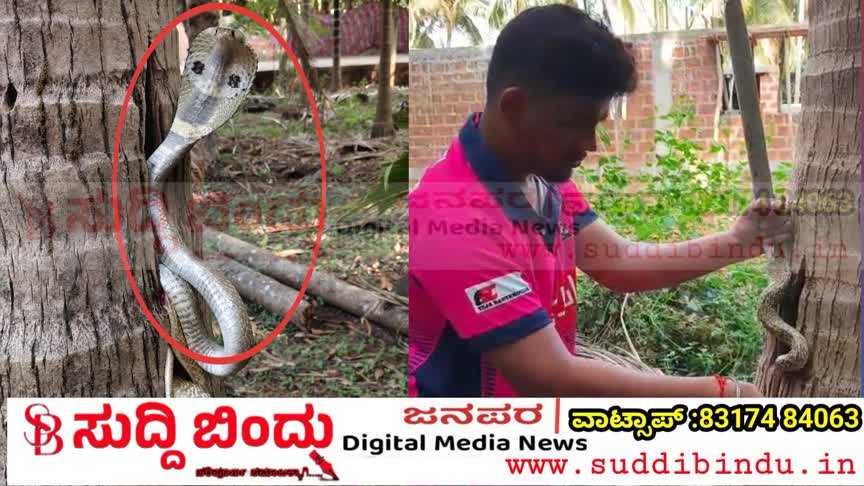 ತೆಂಗಿನ ಮರದೊಳಗೆ ಅವಿತುಕೊಂಡಿದ್ದ ಬೃಹತ್ ನಾಗರ ಹಾವು ರಕ್ಷಣೆ