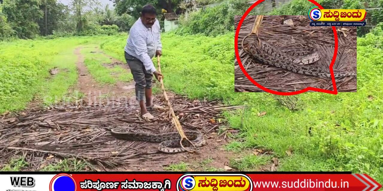 ಹಟ್ಟಿಕೇರಿಯಲ್ಲಿ ಭಾರೀ ಗಾತ್ರದ ಹೆಬ್ಬಾವು ಸೆರೆ