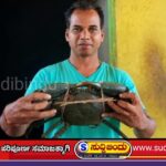 ಮಾದನಗೇರಿಯಲ್ಲಿ ಅಪರೂಪದ ದೈತ್ಯ ಏಡಿ ಪತ್ತೆ : ವಿದೇಶಿ ಮಾರುಕಟ್ಟೆಯಲ್ಲಿ ಭಾರೀ ಬೇಡಿಕೆ