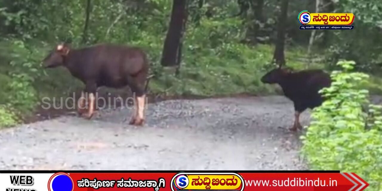 ರಸ್ತೆಯಲ್ಲಿ ಅಡ್ಡ ಬಂದ ಕಾಡುಕೋಣಗಳ ಹಿಂಡು