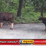 ರಸ್ತೆಯಲ್ಲಿ ಅಡ್ಡ ಬಂದ ಕಾಡುಕೋಣಗಳ ಹಿಂಡು
