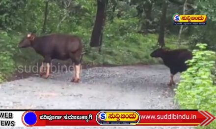 ರಸ್ತೆಯಲ್ಲಿ ಅಡ್ಡ ಬಂದ ಕಾಡುಕೋಣಗಳ ಹಿಂಡು