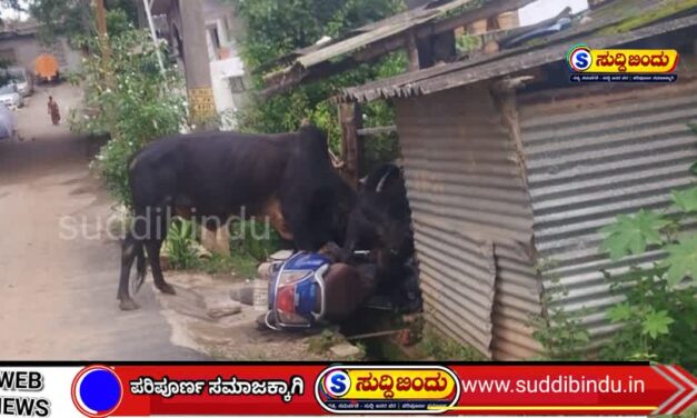 ಹೋರಿಗಳ ಕಾಳಗ – ಮನೆಗೆ ಹಾನಿ : ದ್ವಿಚಕ್ರ ವಾಹನ ಜಖಂ