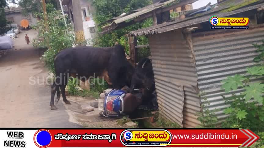 ಹೋರಿಗಳ ಕಾಳಗ – ಮನೆಗೆ ಹಾನಿ : ದ್ವಿಚಕ್ರ ವಾಹನ ಜಖಂ