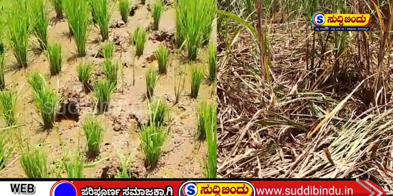ಕಾಡುಪ್ರಾಣಿಗಳ ಹಾವಳಿಗೆ ರೈತರು ಕಂಗಾಲು: ಪರಿಹಾರಕ್ಕಾಗಿ ಆಗ್ರಹ